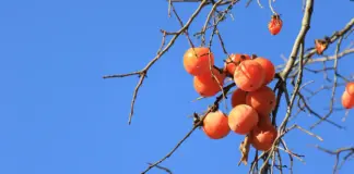 Ni en la nevera ni en el frutero: el truco para que el caqui se conserve más tiempo