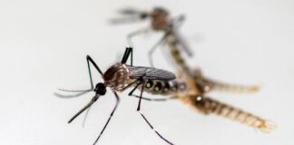 El cambio climático ya provoca que los mosquitos tengan presencia todo el año en Cádiz